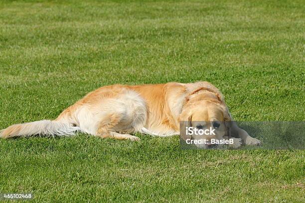 Golden Retriever Auf Dem Rasen Stockfoto und mehr Bilder von 2015 - 2015, Blick in die Kamera, Entspannung