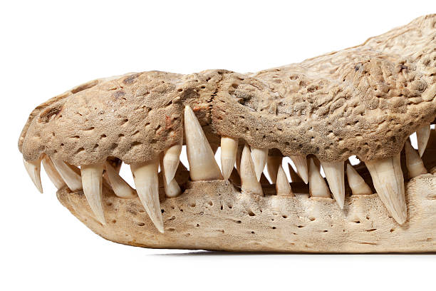 Crocodile skull Crocodile skull. animal jaw bone stock pictures, royalty-free photos & images