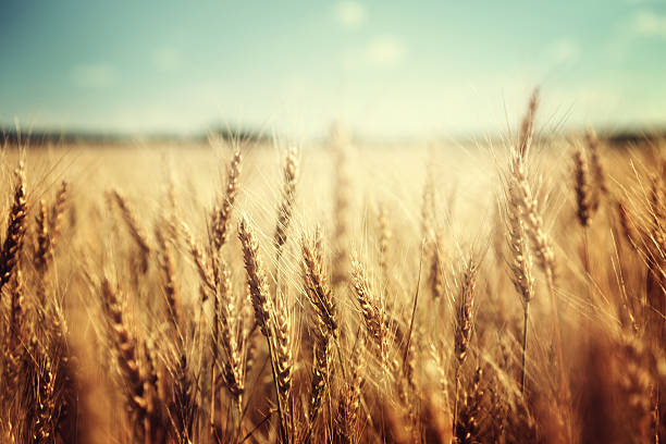 istock golden wheat field and sunny day 465102770