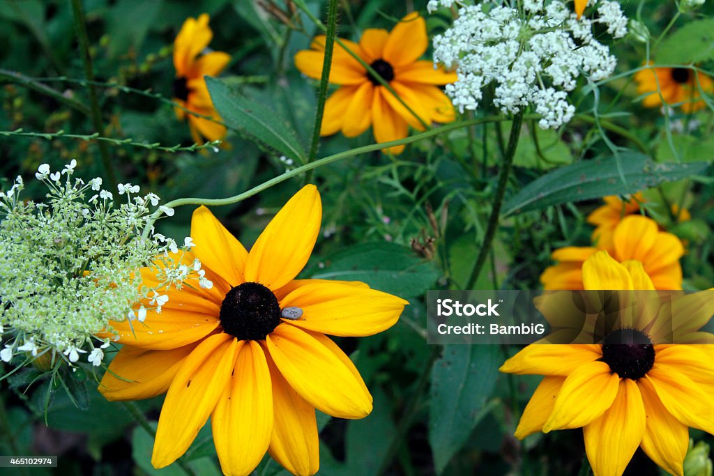 Black Eyed Susan Black eyed susan and queen anne's lace 2015 Stock Photo