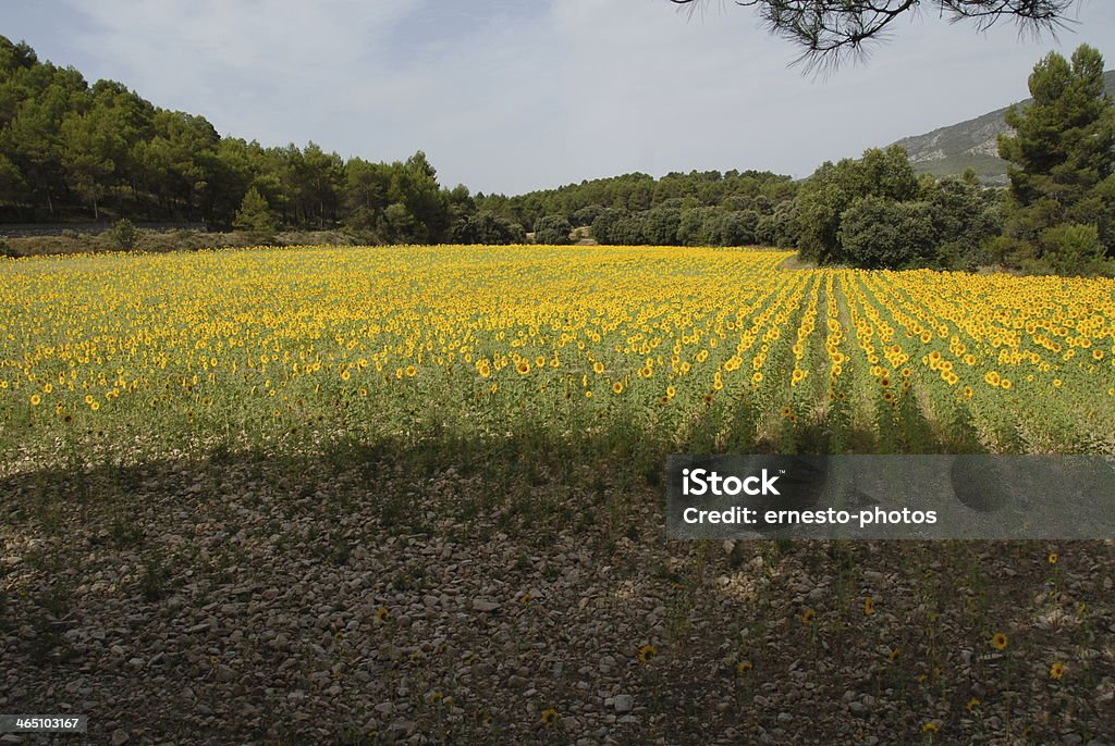 Sunflower pollen - Lizenzfrei Blume Stock-Foto