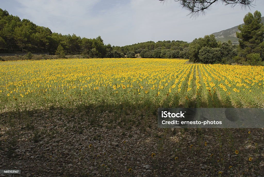 Sonnenblume - Foto de stock de Amarelo royalty-free