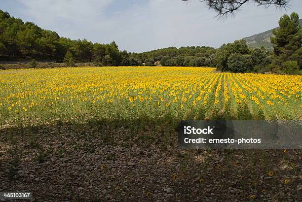 Foto de Sonnenblume e mais fotos de stock de Amarelo - Amarelo, Cabeça da flor, Flor