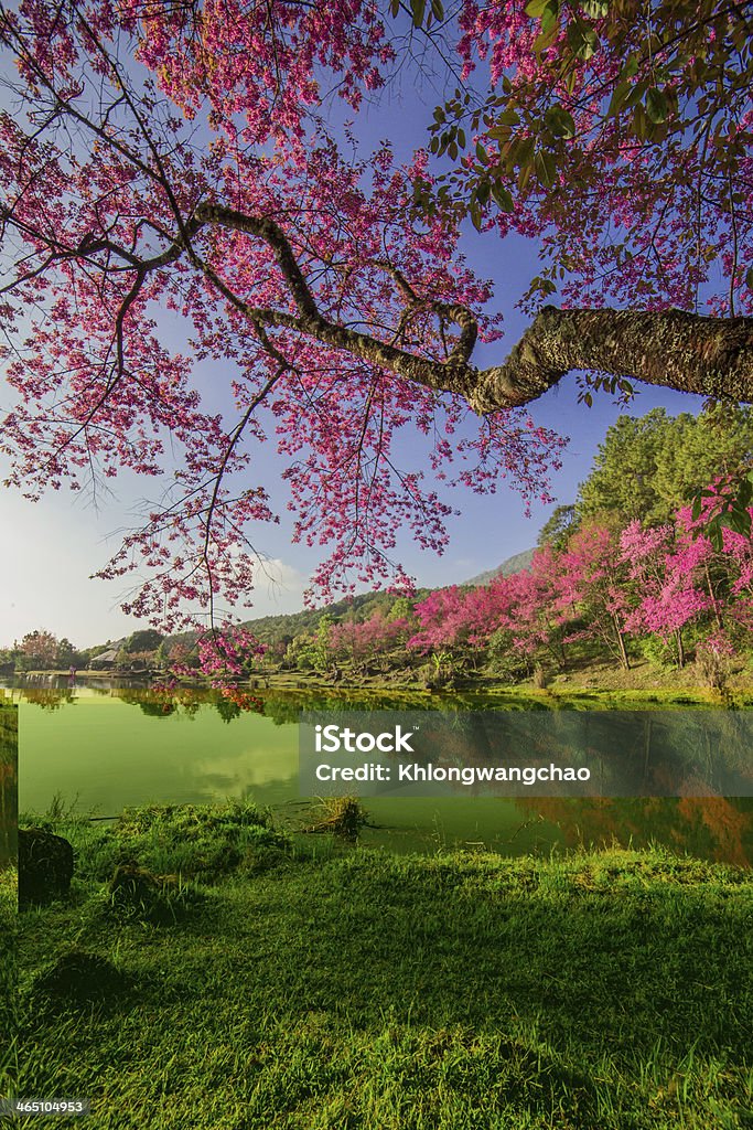 Cherry blossom The Bloom of Cherry Blossoms in Thailand. Animal Family Stock Photo