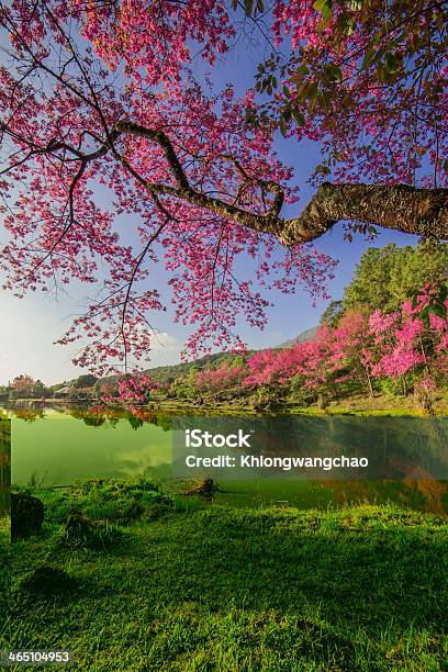 Cherry Blossom Stock Photo - Download Image Now - Animal Family, Animal Wildlife, Animals In The Wild
