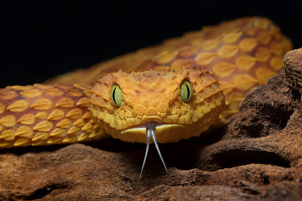African Bush Viper - Venomous Snake stock photo
