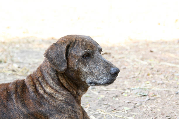 istock Close up thai dog,Brown dog 465106352