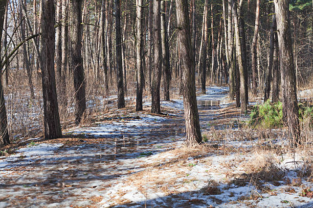 istock Melting snow on path in pine forest at early spring 465106826