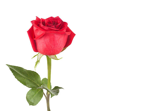 istock Red rose with green leaves isolated on white background 465108282