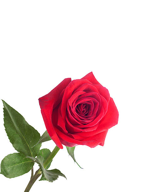 istock Red rose with green leaves isolated on white background 465108296