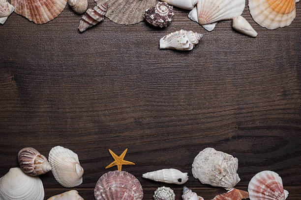 istock different seashells over brown wooden background 465108838