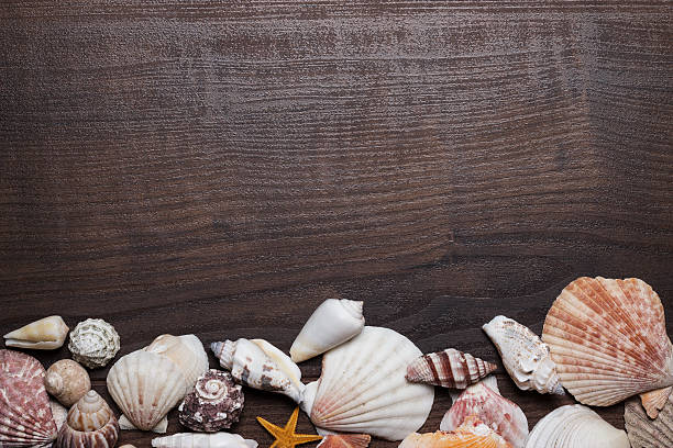 istock different seashells on the brown wooden background 465108842
