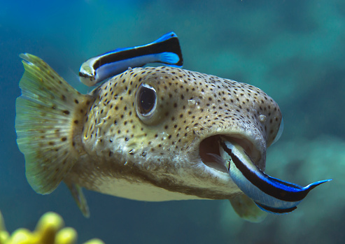 Closeup of a pufferfish (diodon hystrix) being cleaned by cleaner fish (labroides dimidiatus) at cleaning station. Bunaken Island, Indonesia