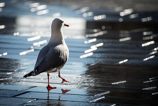 Seagull Walking on Reflective Tiles stock photo