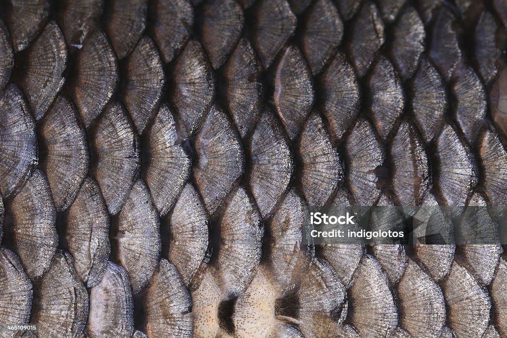Texture Of Fish Scales Close Up Stock Photo - Download Image Now - Animal,  Animal Body Part, Animal Markings - iStock