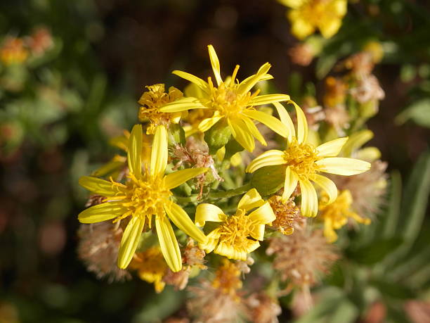istock Dittrichia Viscosa flower 465109200