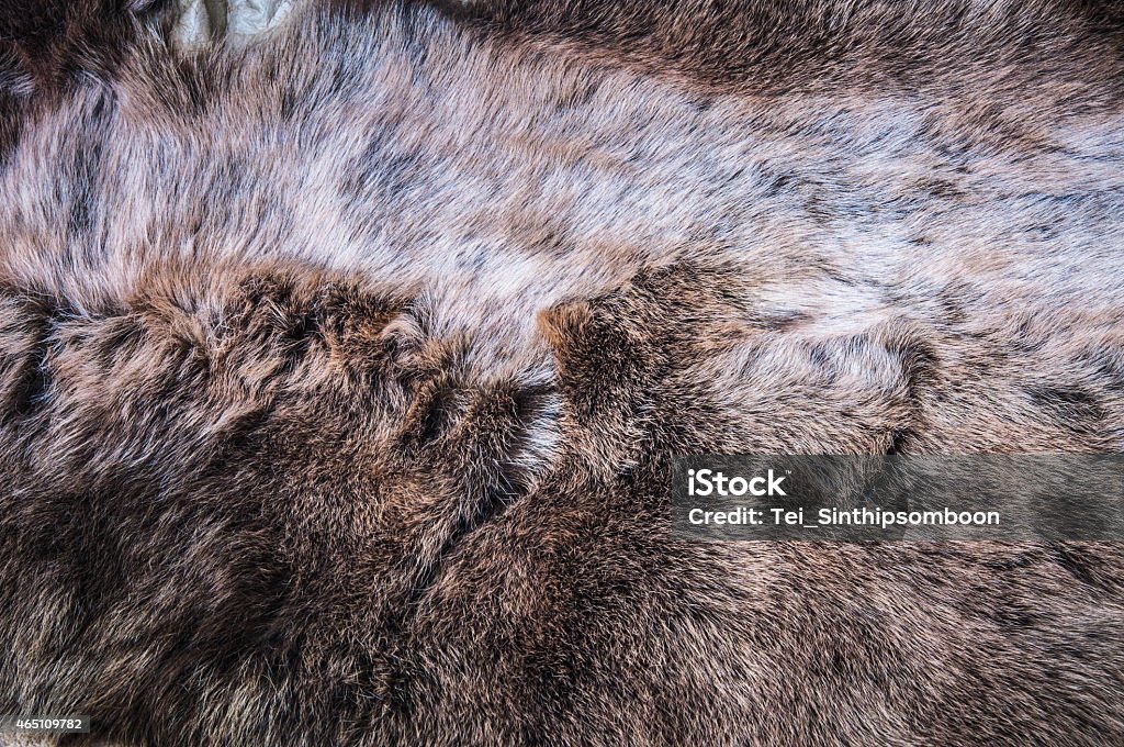 White Grey, Dark Brown Wolf Fox Fur White Grey, Dark Brown Wolf Fox Fur Hair Natural, Animal Wildlife Concept and Style for Background, textures and wallpaper. / Close up Full Frame. Bear Stock Photo