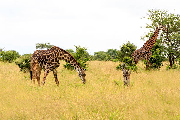 istock Giraffes In Africa 465110896