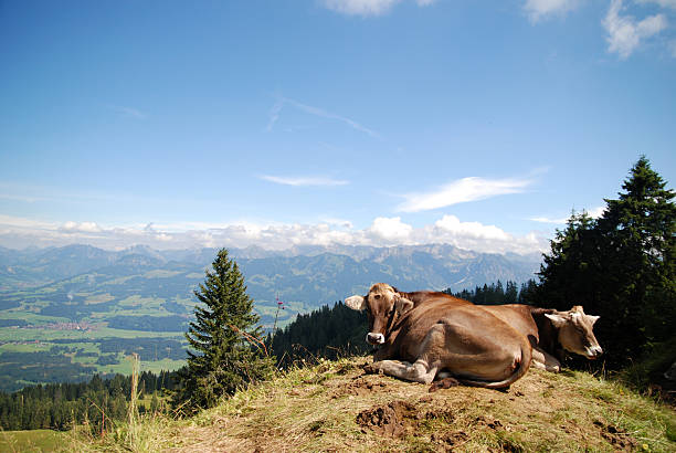 istock Happy Cows in the Alps 465111778