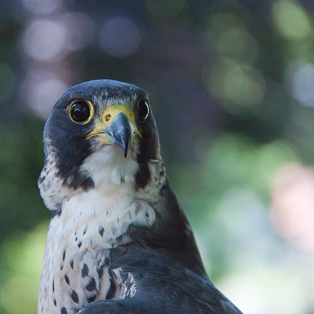 istock Portrait peregrine falcon 465113773