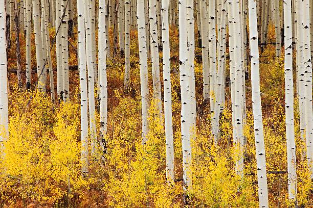 istock indian summer in colorado 465114047