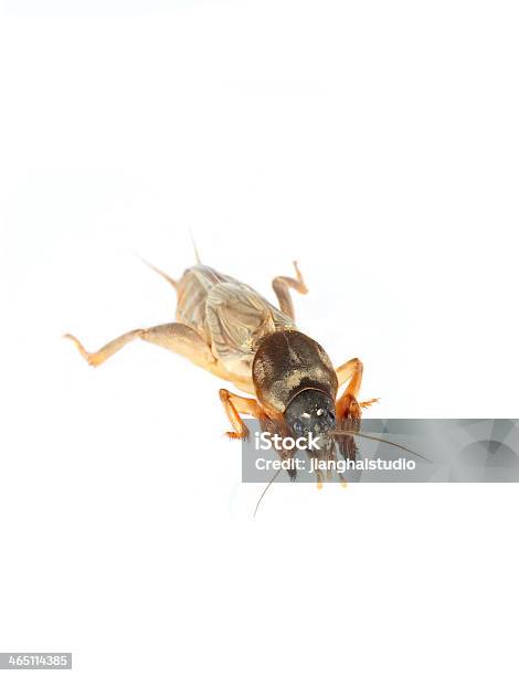 Mole Cricket Stock Photo - Download Image Now - Agriculture, Animal, Animal Body