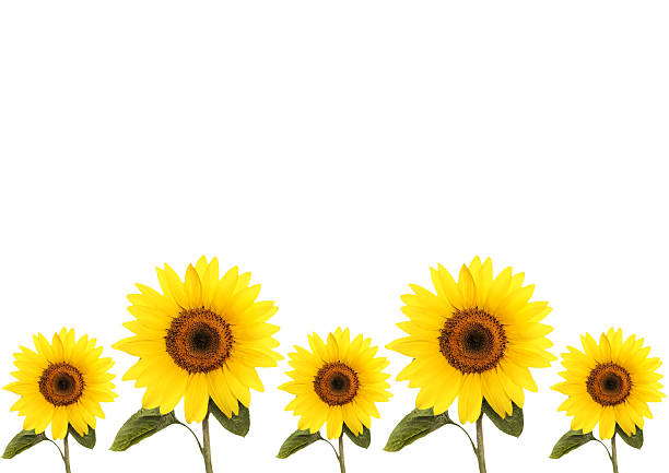 istock summer background with flowers sunflower 465114550