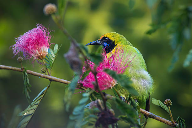 istock Golden-fronted leafbird in red powder puff tree 465114869