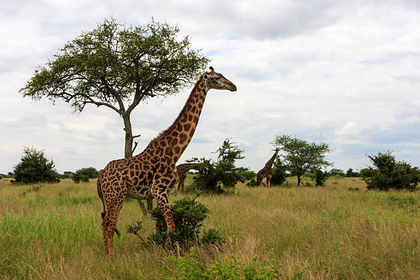 istock Beautiful Giraffe In Tanzania 465115920