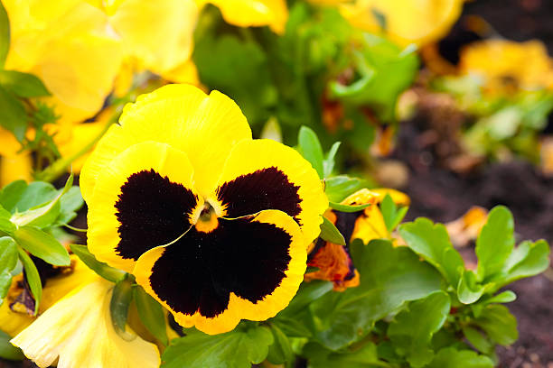 Pansy Yellow Flowers on Flower Bed, close up