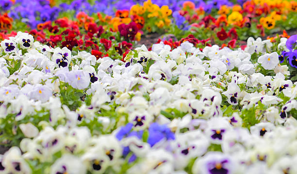 istock Colorful Pansy Flowers on Flower Bed 465116065