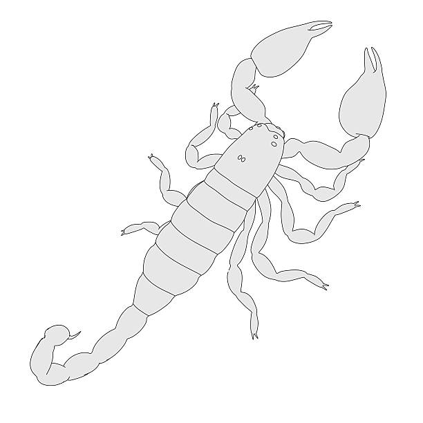 scorpion - black emperor cartoon image of scorpion - black emperor scorpions drawings stock pictures, royalty-free photos & images