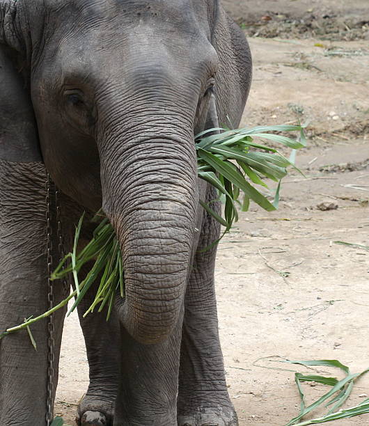 istock close up Thai elephant outdoor 465117192