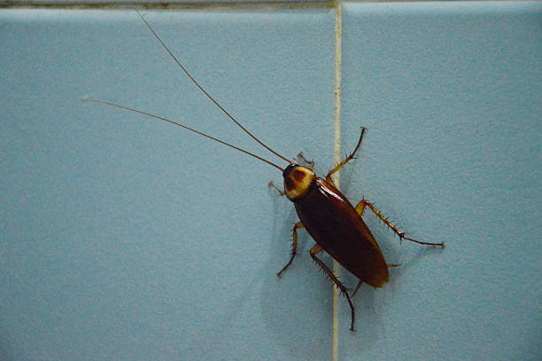 cockroach on bathroom wall stock photo