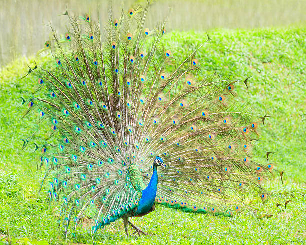 istock The Indian peafowl 465118172