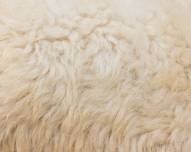 istock Textured of wool sheep closeup 465119009