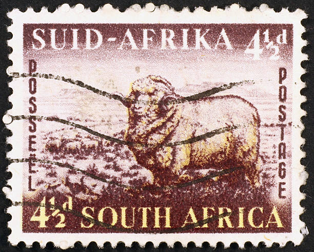 istock Old southafrican stamp with merino sheep 465119331