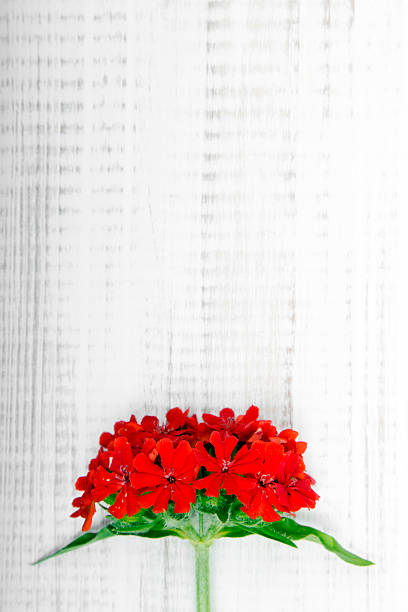 istock red flower on white wooden background 465119676