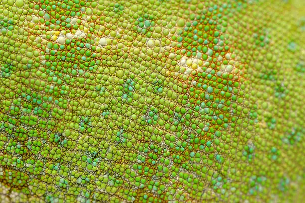 Macro shot of green skin of veiled chameleon (Chamaeleo calyptratus).