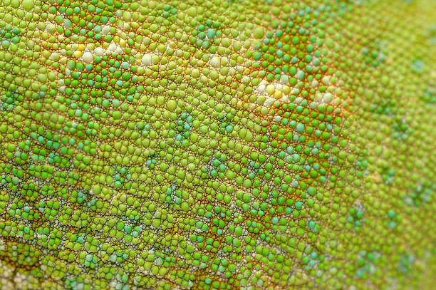 skóry kameleon jemeński (chamaeleo calyptratus). - animal close up green lizard zdjęcia i obrazy z banku zdjęć