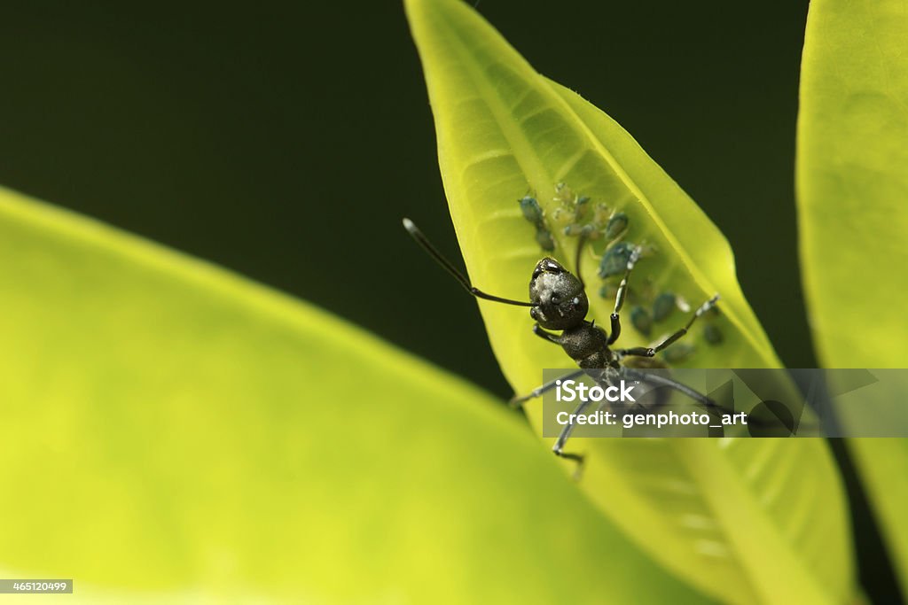 ant and aphids Ant and aphids share a well-documented relationship of mutualism. Ants feed on the sugary honeydew left behind by aphids. In exchange, the ants protect the aphids from predators and parasites. In fact, honey ants will go to unusual lengths to ensure the health of the aphids in their care. Animal Stock Photo