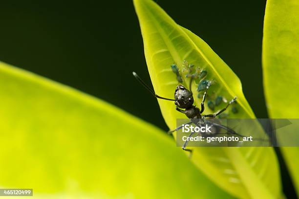 Ant And Aphids Stock Photo - Download Image Now - Animal, Animal Antenna, Ant