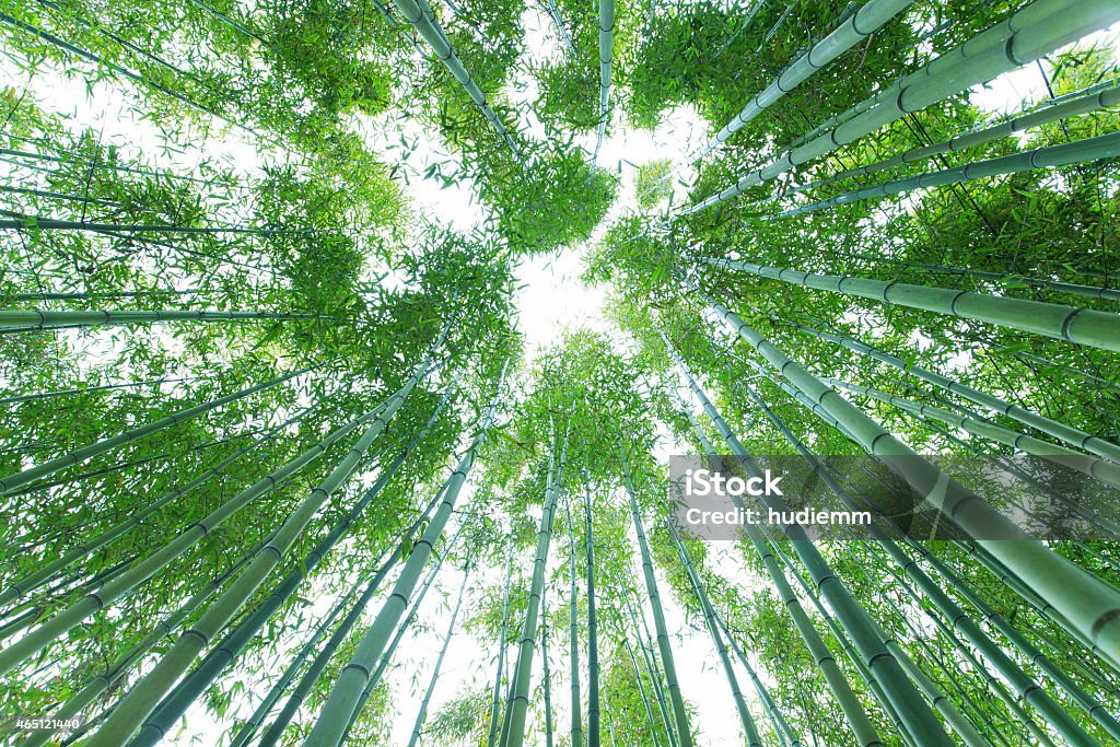 Bamboo forest in the spring 2015 Stock Photo