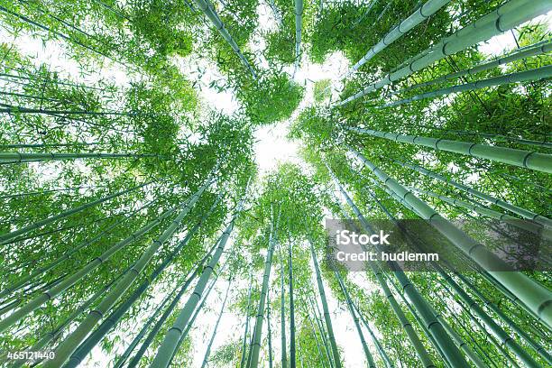 Bamboo Forest In The Spring Stock Photo - Download Image Now - 2015, Bamboo - Plant, Bamboo Grove