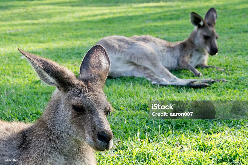 Resting kangaroos photographed by RAW 2015 Stock Photo