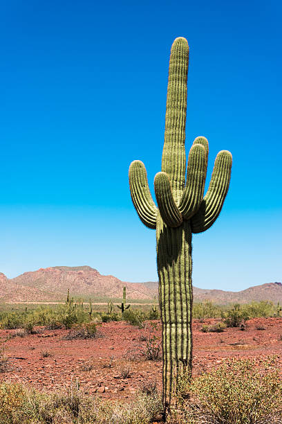 Dirt road leading off into the desert mountains of Arizona
