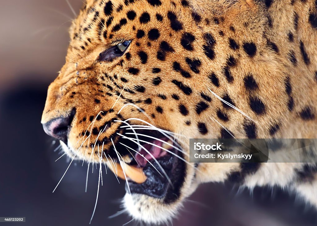 Leopard Leopard in the wild on the island of Sri LankaLeopard in the wild on the island of Sri Lanka 2015 Stock Photo