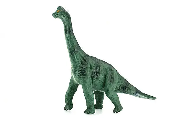 Photo of Apatosaurus dinosaurs toy isolated on white.
