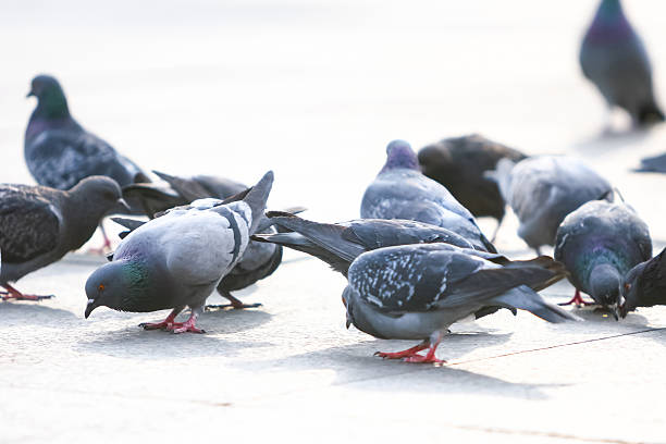 istock Pigeons eating crumbs 465123294