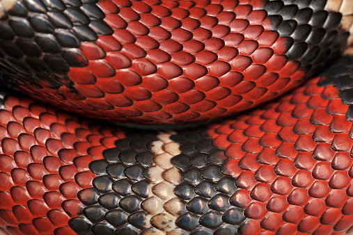 Stock photo showing close-up of the head of an Indian python (Python molurus) featuring the nostrils and pit organs. This reptile is also known as the Asian rock python, black-tailed python or Indian rock python.